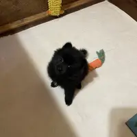 Jazzy (reserved), a female Pomeranian for sale in Boling, TX – Photo 4 of 9