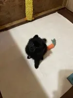 Jazzy (reserved), a female Pomeranian for sale in Boling, TX – Photo 4 of 9