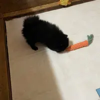 Jazzy (reserved), a female Pomeranian for sale in Boling, TX – Photo 3 of 9