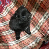 Jazzy (reserved), a female Pomeranian for sale in Boling, TX – Photo 6 of 9