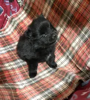 Jazzy (reserved), a female Pomeranian for sale in Boling, TX – Photo 6 of 9