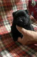 Jazzy (reserved), a female Pomeranian for sale in Boling, TX – Photo 7 of 9