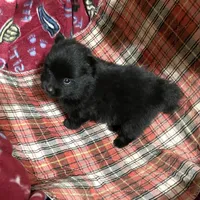 Jazzy (reserved), a female Pomeranian for sale in Boling, TX – Photo 8 of 9