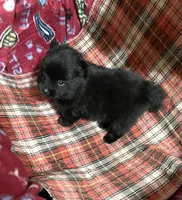 Jazzy (reserved), a female Pomeranian for sale in Boling, TX – Photo 8 of 9