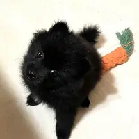 Jazzy (reserved), a female Pomeranian for sale in Boling, TX – Photo 1 of 9