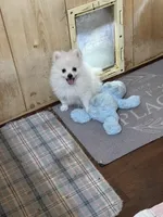 Koda’s boy on sale, a male Pomeranian for sale in Boling, TX – 9 of 9