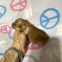 Champ 2 on sale, a male Pomeranian for sale in Boling, TX – Photo 8 of 9