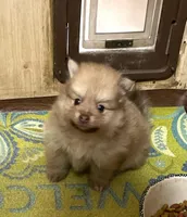 Champ 2 on sale, a male Pomeranian for sale in Boling, TX – Photo 3 of 9