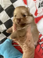 Champ 2 on sale, a male Pomeranian for sale in Boling, TX – Photo 5 of 9