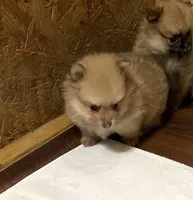 Champ 2 on sale, a male Pomeranian for sale in Boling, TX – Photo 4 of 9