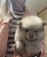 Champ 2 on sale, a male Pomeranian for sale in Boling, TX – Photo 1 of 9