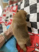 Champ 2 on sale, a male Pomeranian for sale in Boling, TX – Photo 6 of 9