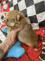 Champ 2 on sale, a male Pomeranian for sale in Boling, TX – Photo 7 of 9