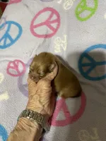 Champ 2 on sale, a male Pomeranian for sale in Boling, TX – Photo 9 of 9