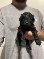 Black male, a male Poodle - Toy  for sale in Ocilla, GA – Photo 2 of 2