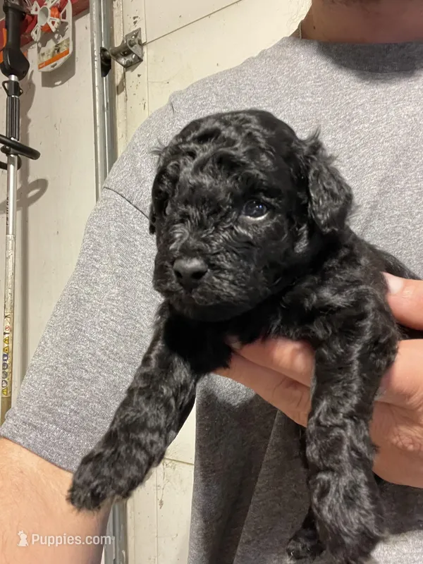 Black male, a male Poodle - Toy  for sale in Ocilla, GA – Photo 1 of 2