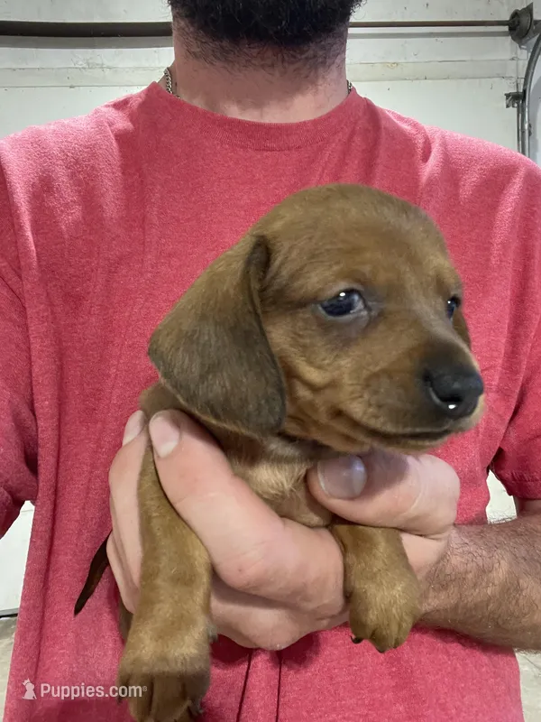 Red female, a female Miniature Dachshund for sale in Ocilla, GA – Photo 1 of 2