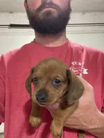 Red female, a female Miniature Dachshund for sale in Ocilla, GA – Photo 2 of 2