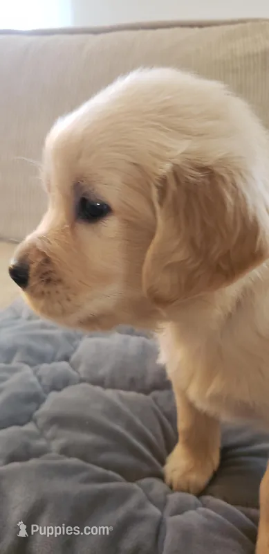 Prince – Golden Retriever puppy for sale in Chattanooga, TN