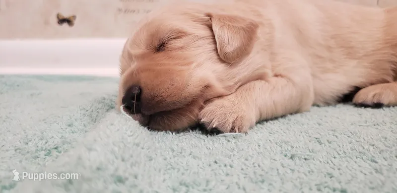 Prince – Golden Retriever puppy for sale in Chattanooga, TN