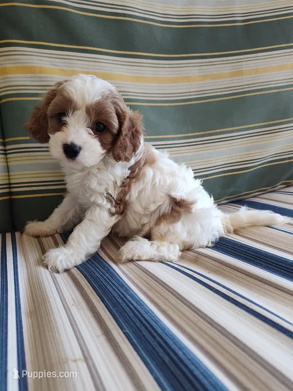 Cookie – Cavapoo puppy for sale in Chattanooga, TN