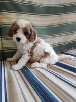 Cookie, a female Cavapoo for sale in Chattanooga, TN – 1 of 6