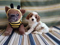 Cookie, a female Cavapoo for sale in Chattanooga, TN – 3 of 6