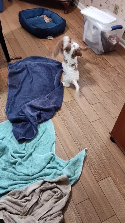 Cookie, a female Cavapoo for sale in Chattanooga, TN – 10 of 10