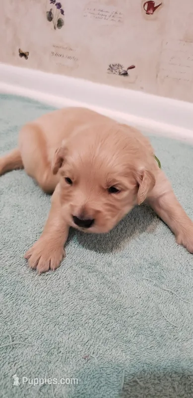 Link – Golden Retriever puppy for sale in Chattanooga, TN