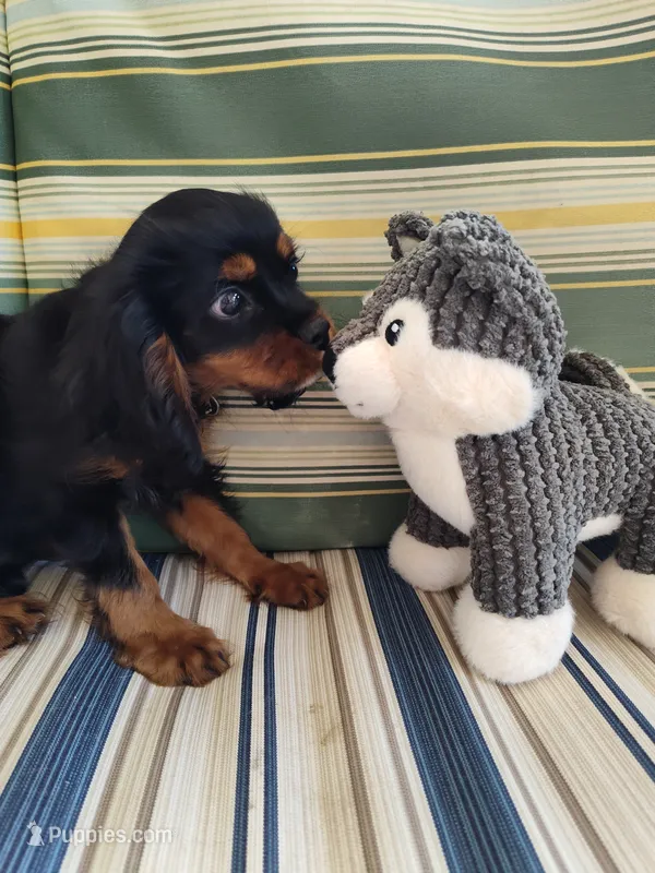 AKC Rolo – Cavalier King Charles Spaniel puppy for sale in Chattanooga, TN