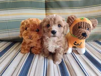 Latte, a male Cavapoo for sale in Chattanooga, TN – 2 of 4