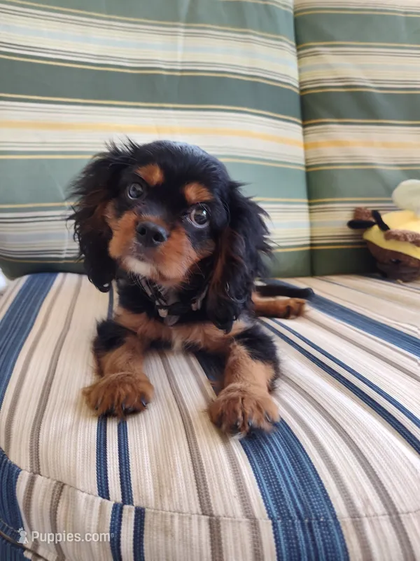 AKC Teddy – Cavalier King Charles Spaniel puppy for sale in Chattanooga, TN
