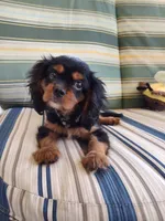 AKC Teddy, a male Cavalier King Charles Spaniel for sale in Chattanooga, TN – 1 of 4