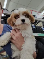Cookie, a female Cavapoo for sale in Chattanooga, TN – 9 of 10