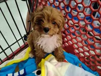Hickory , a male Cavapoo for sale in Chattanooga, TN – 7 of 7