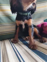 Jeffrey , a male Cavalier King Charles Spaniel for sale in Chattanooga, TN – 2 of 5