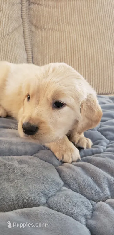 Duke – Golden Retriever puppy for sale in Chattanooga, TN