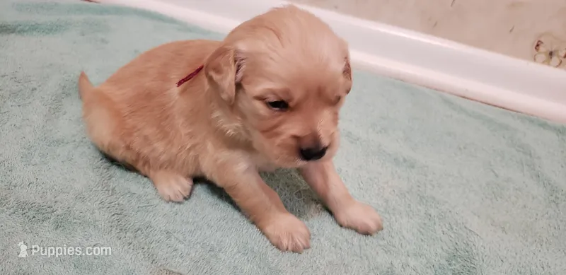 Gale – Golden Retriever puppy for sale in Chattanooga, TN