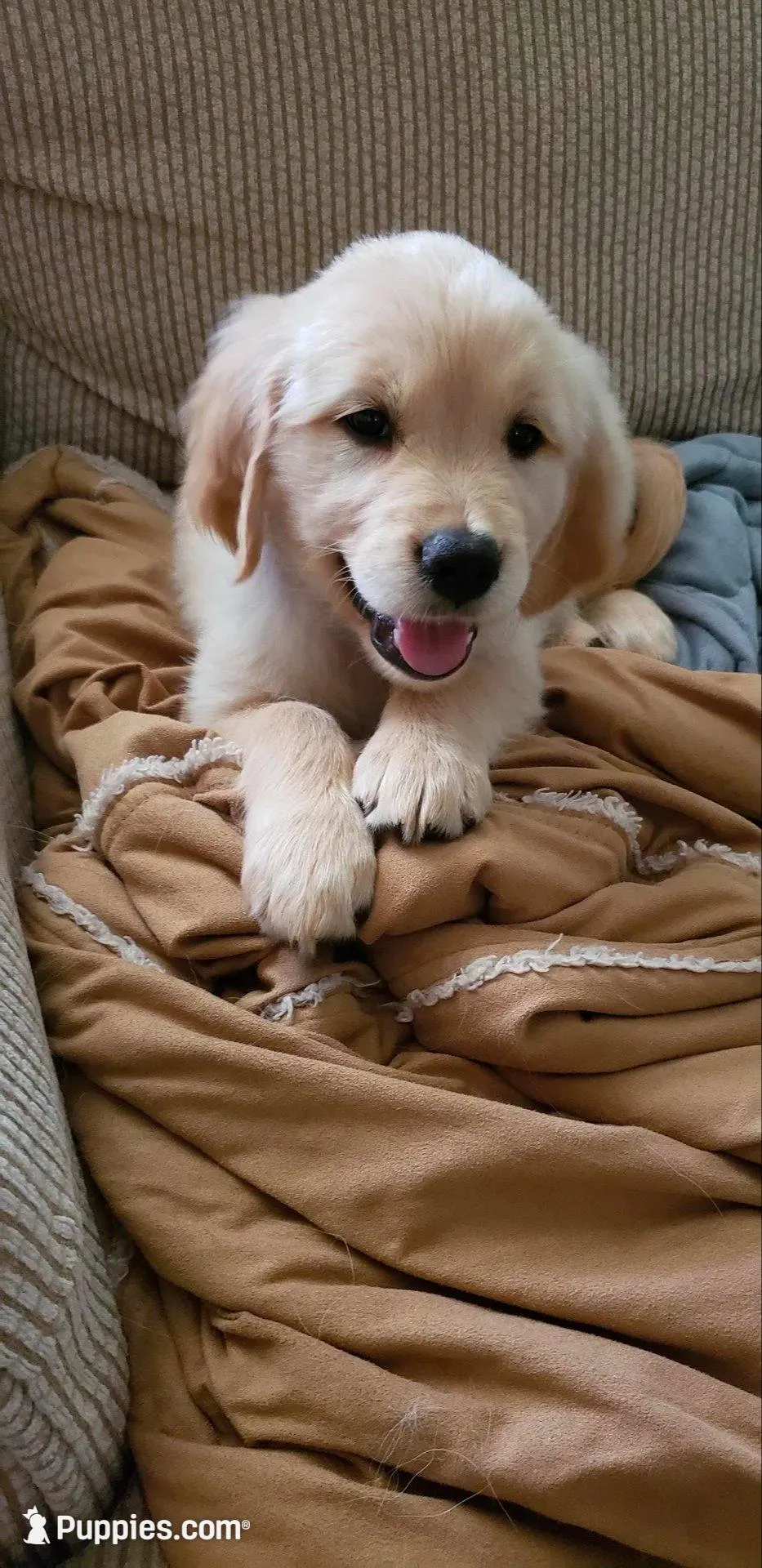Gale – Golden Retriever puppy for sale in Chattanooga, TN