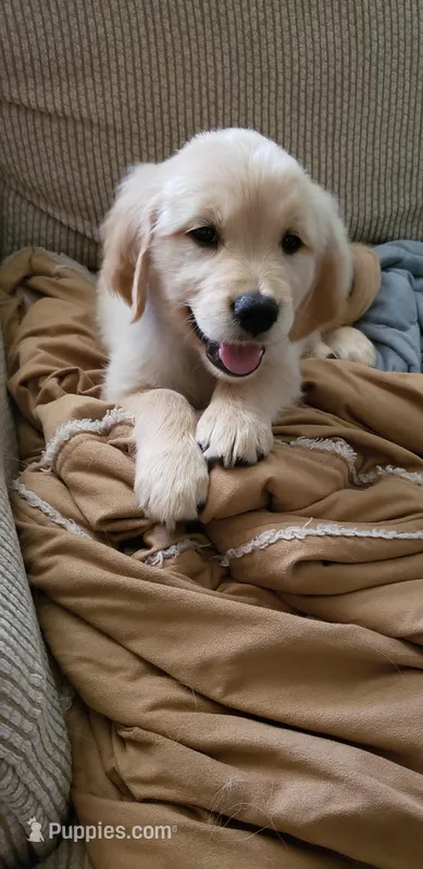 Gale – Golden Retriever puppy for sale in Chattanooga, TN