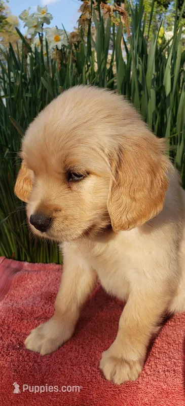 Gale – Golden Retriever puppy for sale in Chattanooga, TN
