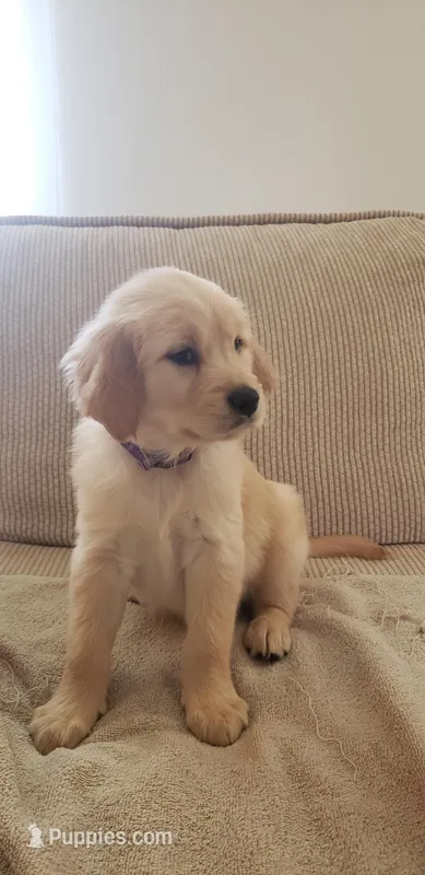 Gale – Golden Retriever puppy for sale in Chattanooga, TN