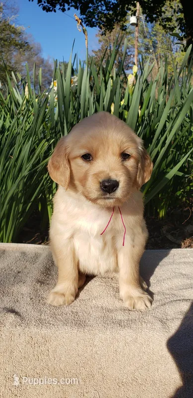 Gale – Golden Retriever puppy for sale in Chattanooga, TN