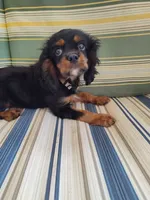 AKC Rolo, a male Cavalier King Charles Spaniel for sale in Chattanooga, TN – 3 of 4