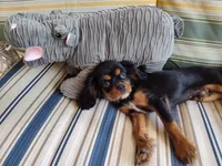 Jeffrey , a male Cavalier King Charles Spaniel for sale in Chattanooga, TN – 3 of 5
