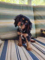 AKC Teddy, a male Cavalier King Charles Spaniel for sale in Chattanooga, TN – 4 of 4