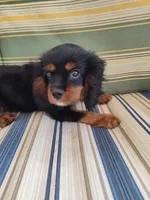 AKC Rolo, a male Cavalier King Charles Spaniel for sale in Chattanooga, TN – 1 of 4