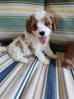 Cookie, a female Cavapoo for sale in Chattanooga, TN – 4 of 6