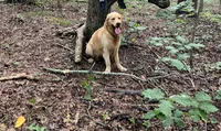 Sunny, a male Golden Retriever for sale in Chattanooga, TN – 2 of 5
