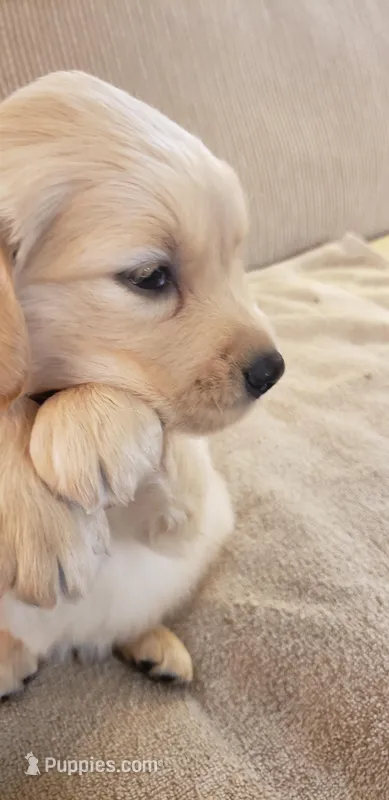  Chance – Golden Retriever puppy for sale in Chattanooga, TN